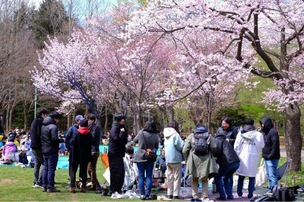 早朝から場所取り。札幌・円山公園でのお花見会は、5月の連休に開催することが多いです。