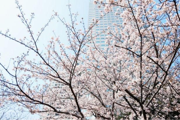 東京オフィス横の隅田川沿いにはキレイな桜が咲きます。お昼休みにお弁当を持ってお花見に出かけることも。